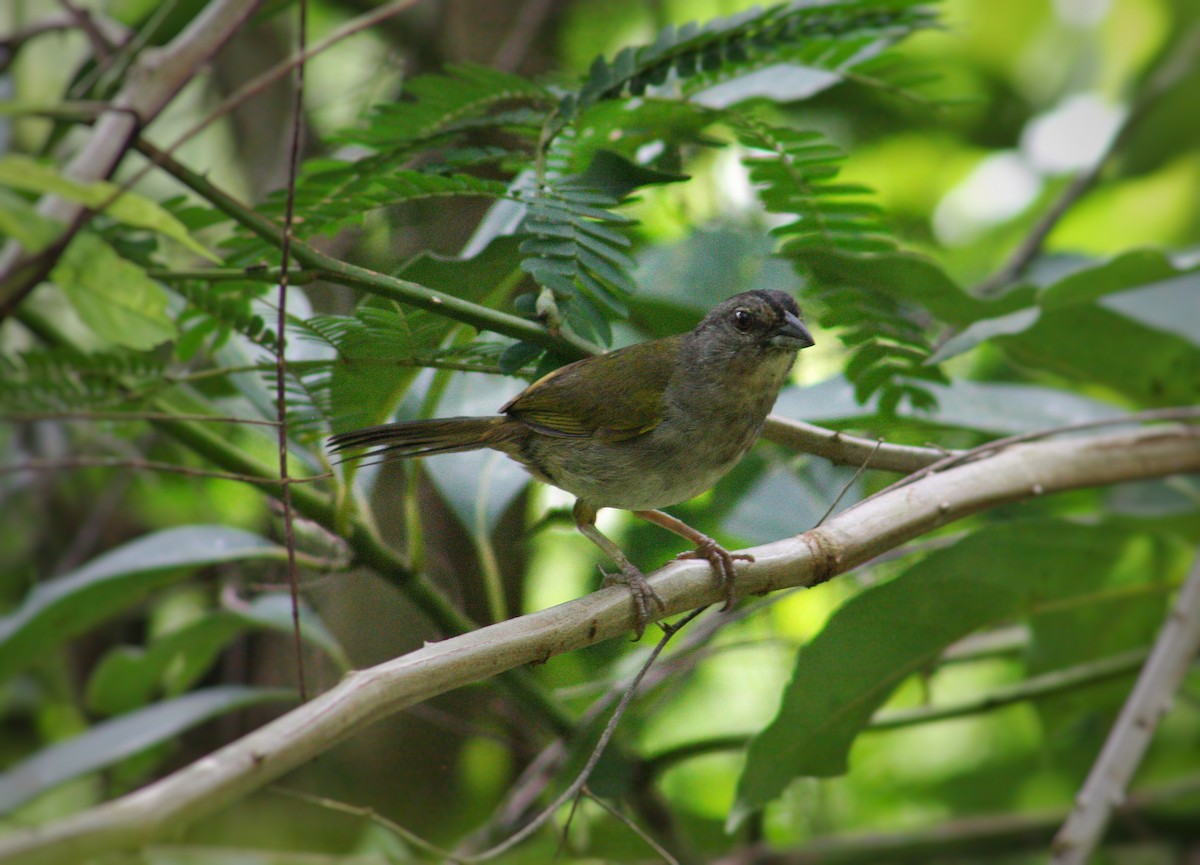 Green-backed Sparrow - Walter Williams