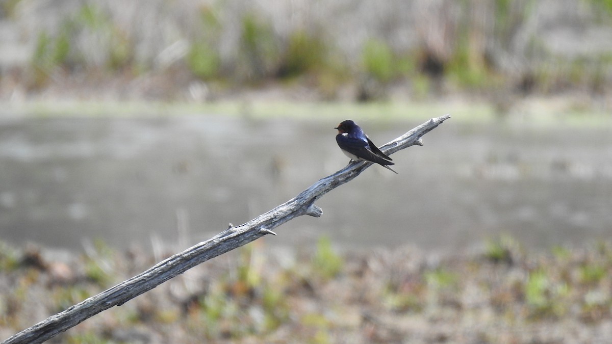 Barn Swallow - ML623047532