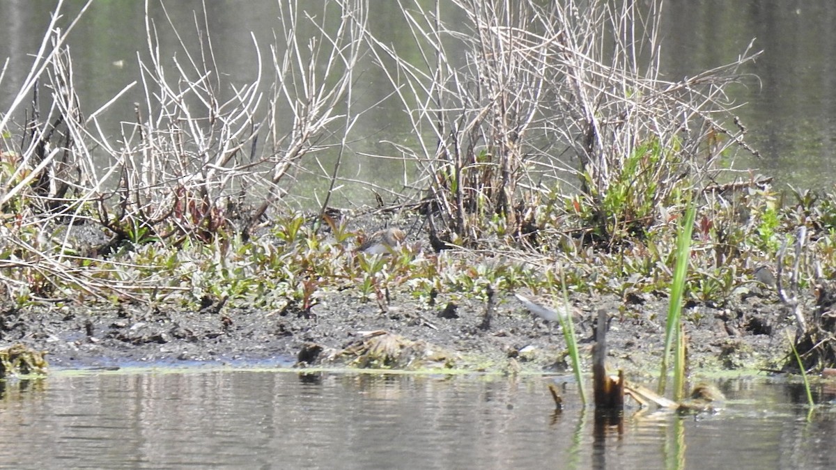 Least Sandpiper - ML623047540