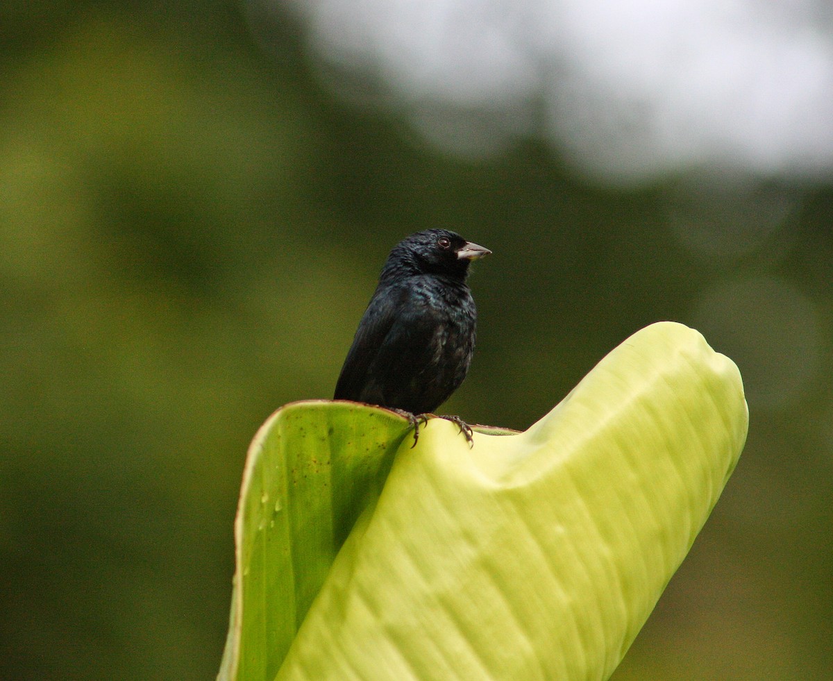 Blue-black Grassquit - ML623047564