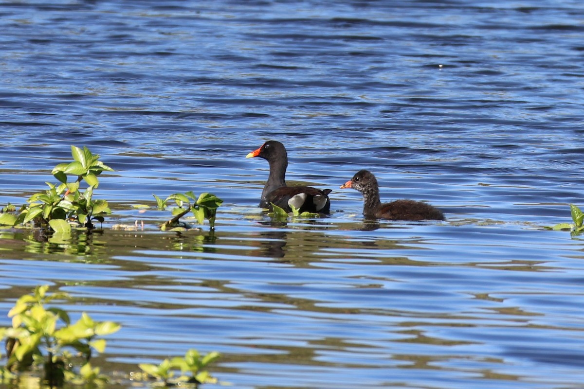 Common Gallinule - ML623047568