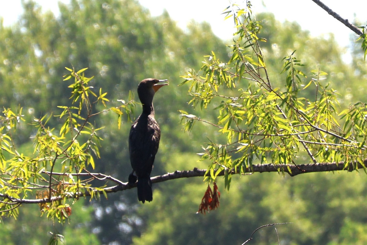 Double-crested Cormorant - ML623047571