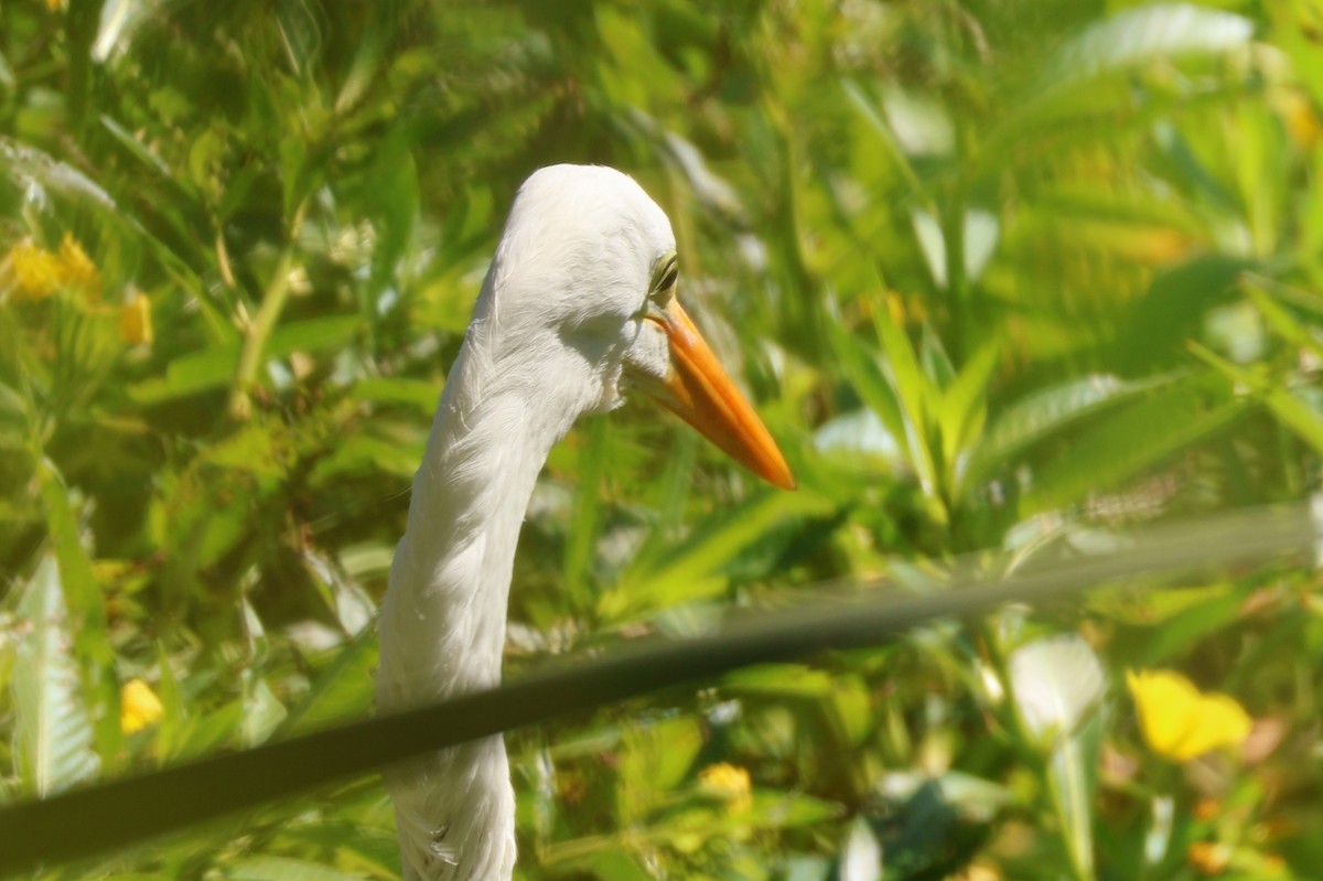 Great Egret - ML623047578