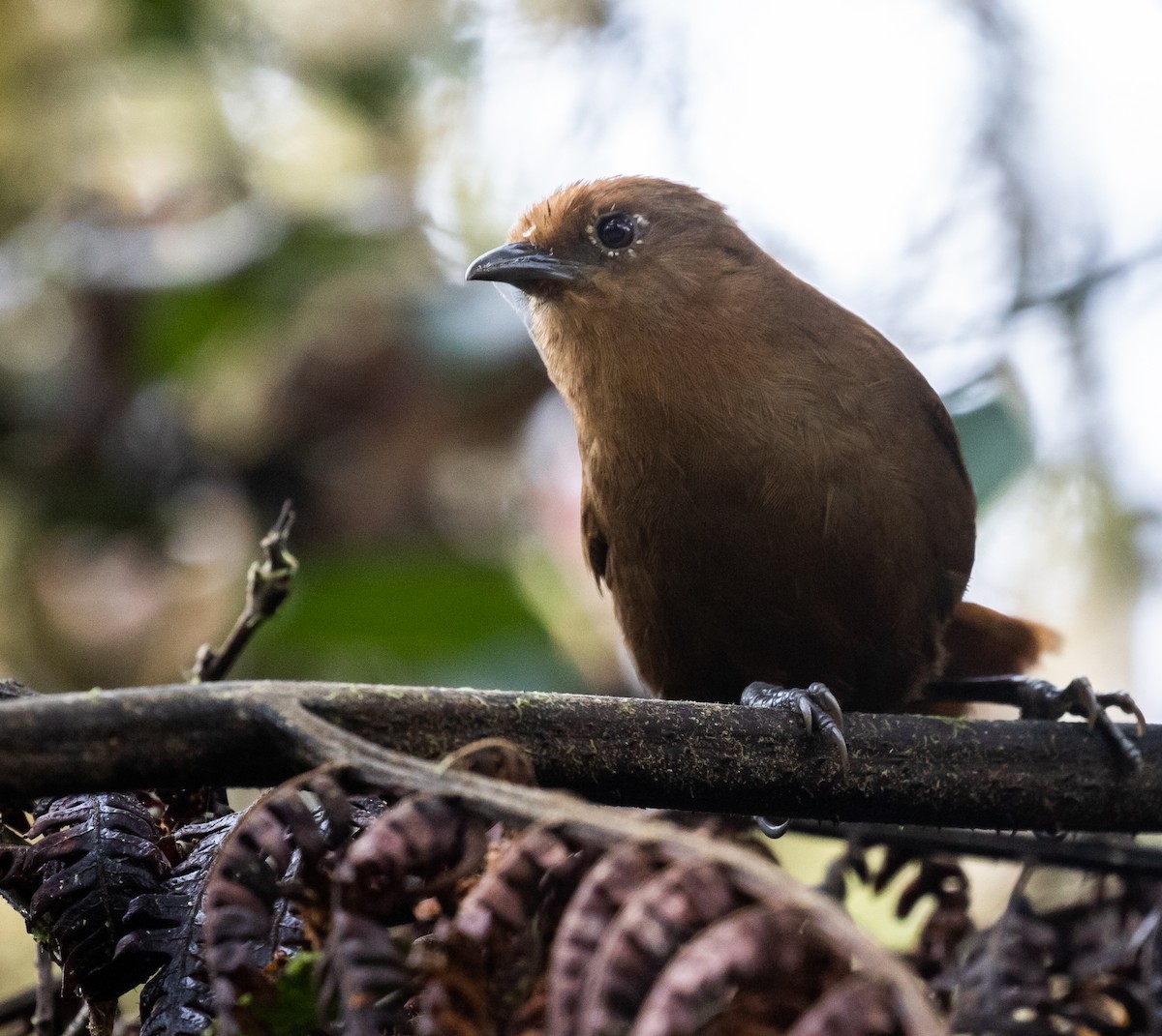 Peruvian Wren - ML623047579