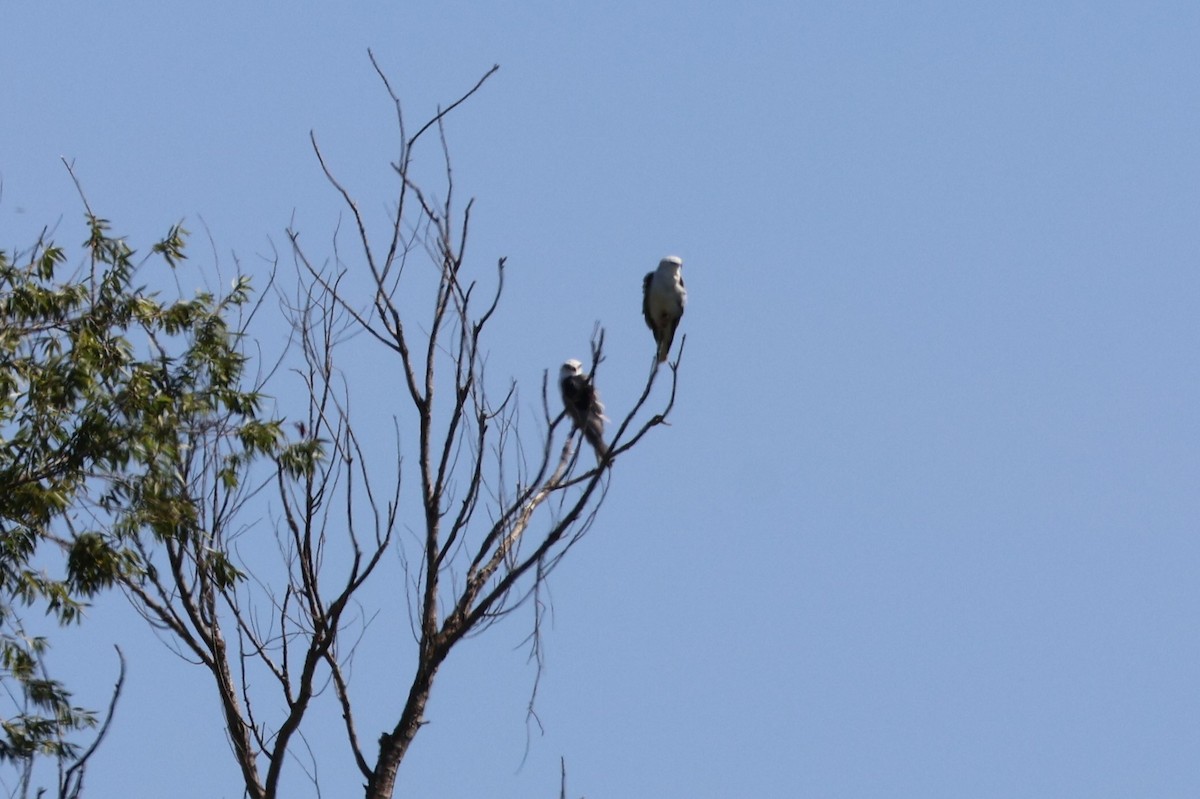 White-tailed Kite - ML623047587