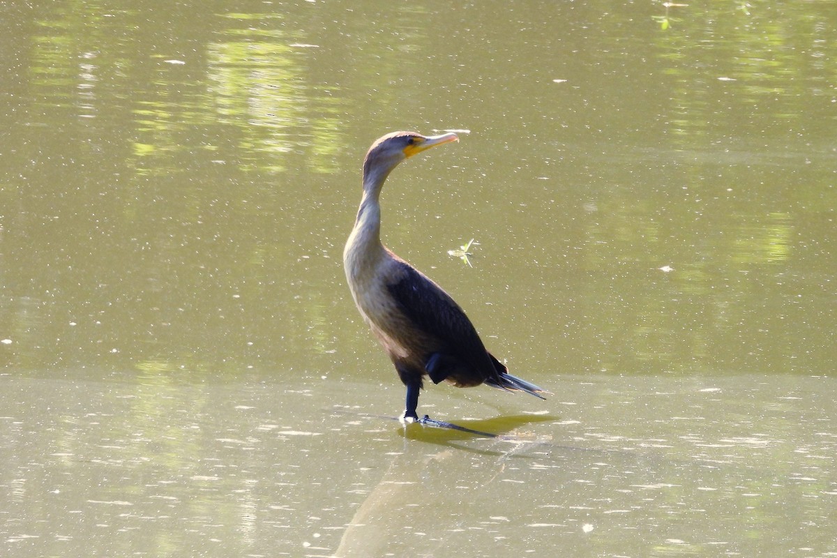 Double-crested Cormorant - ML623047604