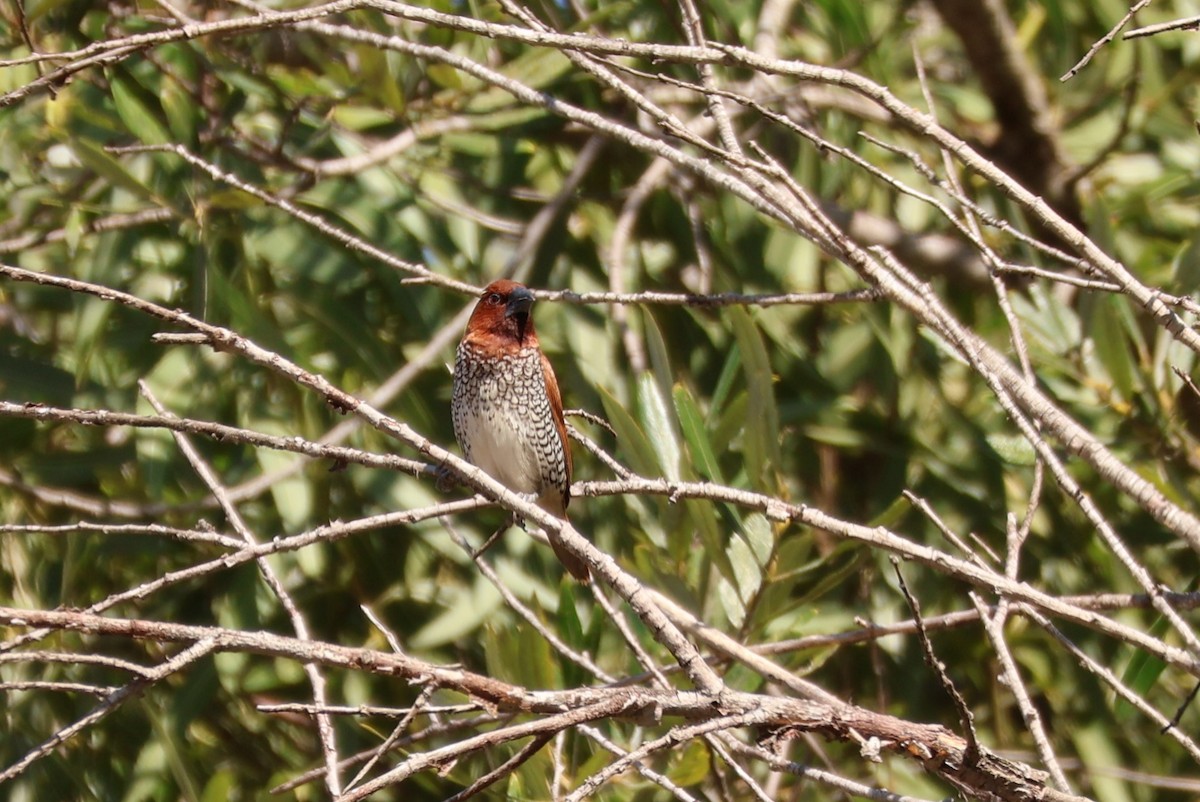 Scaly-breasted Munia - ML623047630