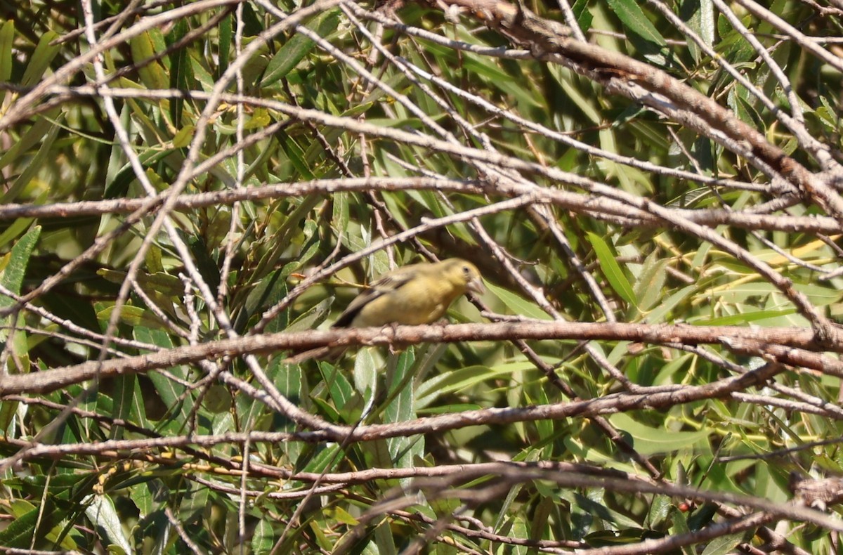 Lesser Goldfinch - ML623047636