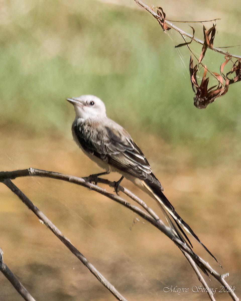 Scissor-tailed Flycatcher - Mayve Strong