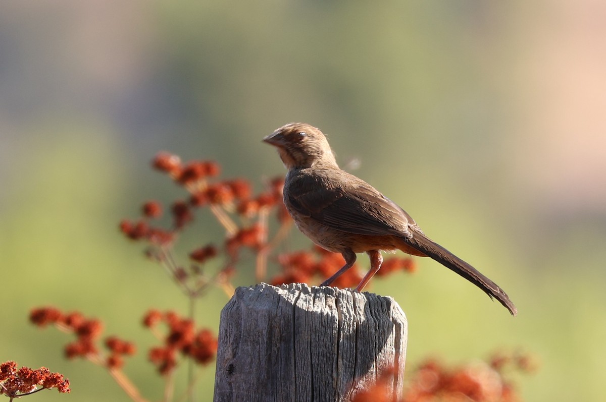 California Towhee - ML623047673