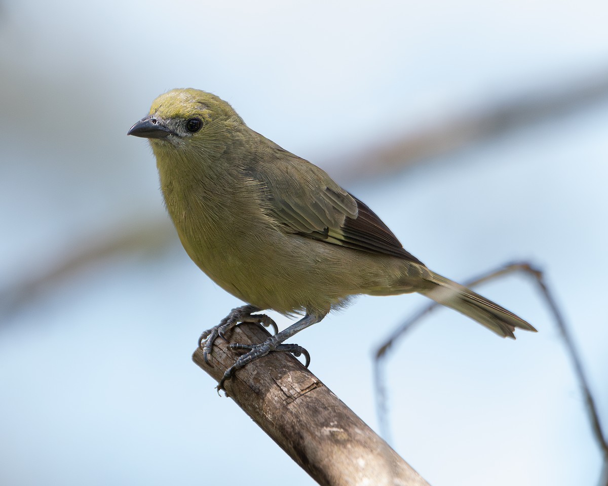 Palm Tanager - ML623047706