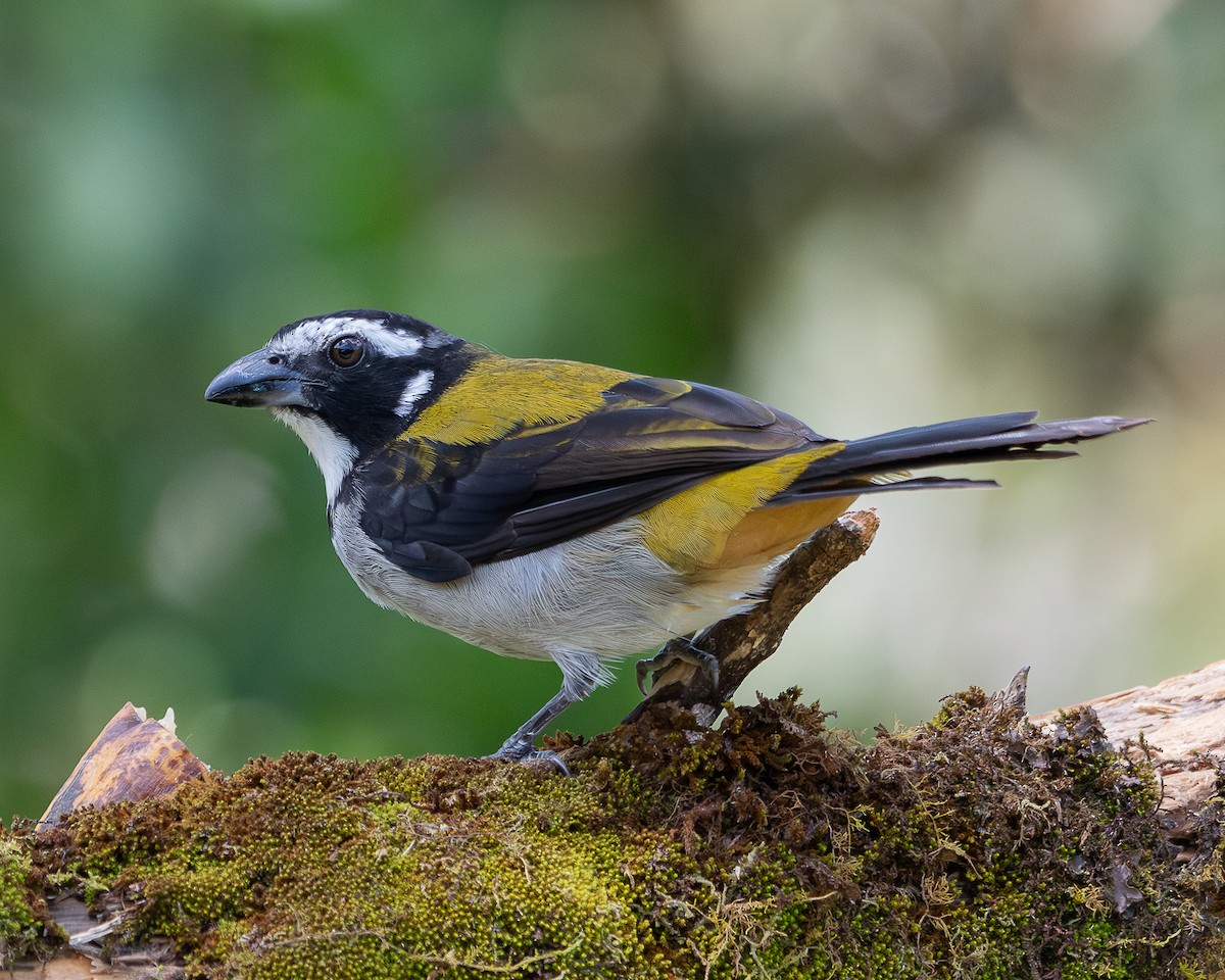 Black-winged Saltator - Jhan C. Carrillo-Restrepo