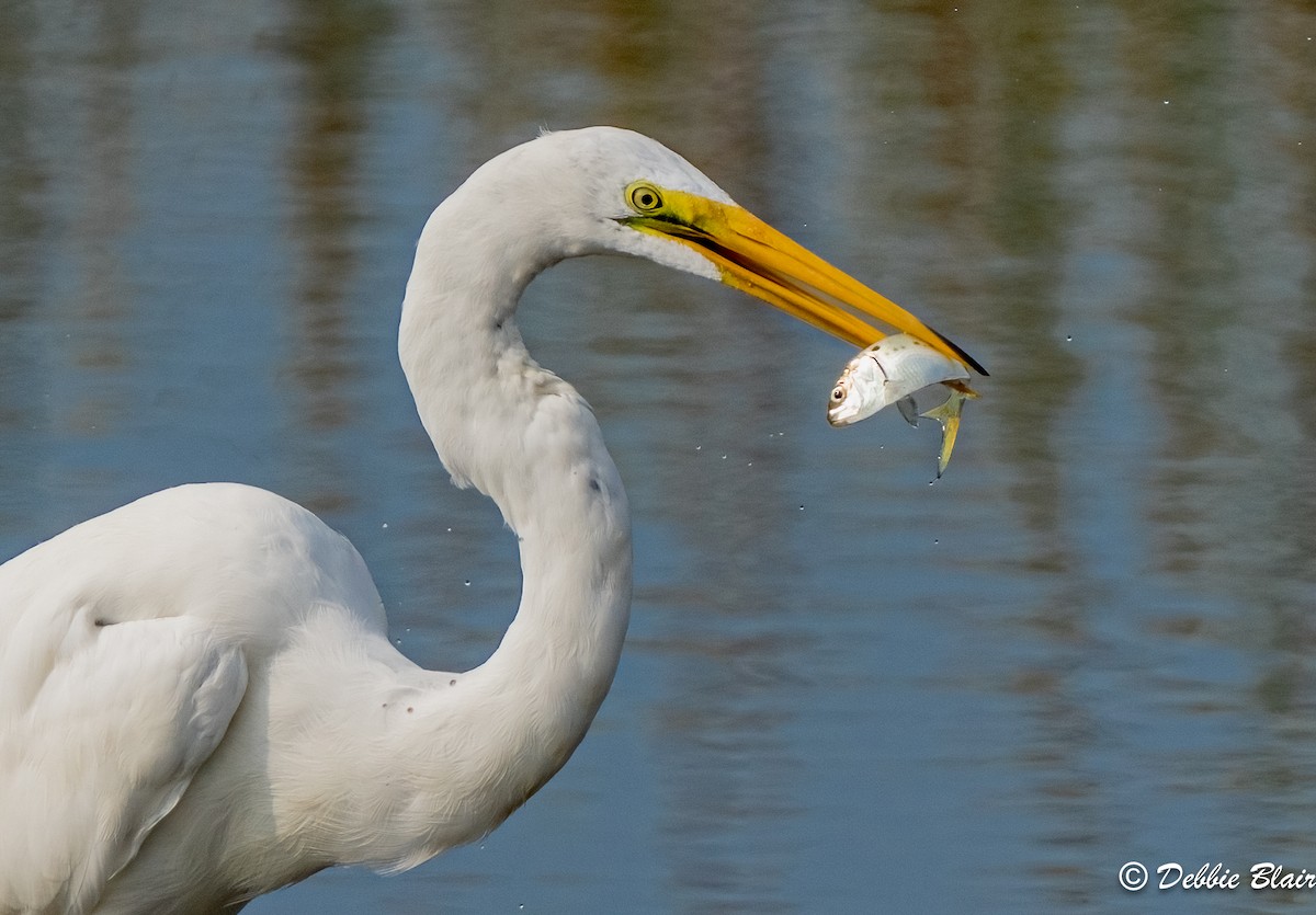 Great Egret - Debbie Blair