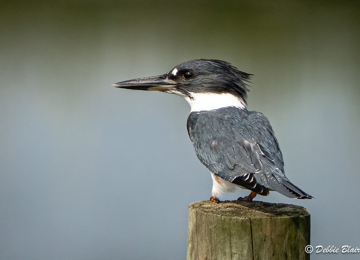 Belted Kingfisher - Debbie Blair