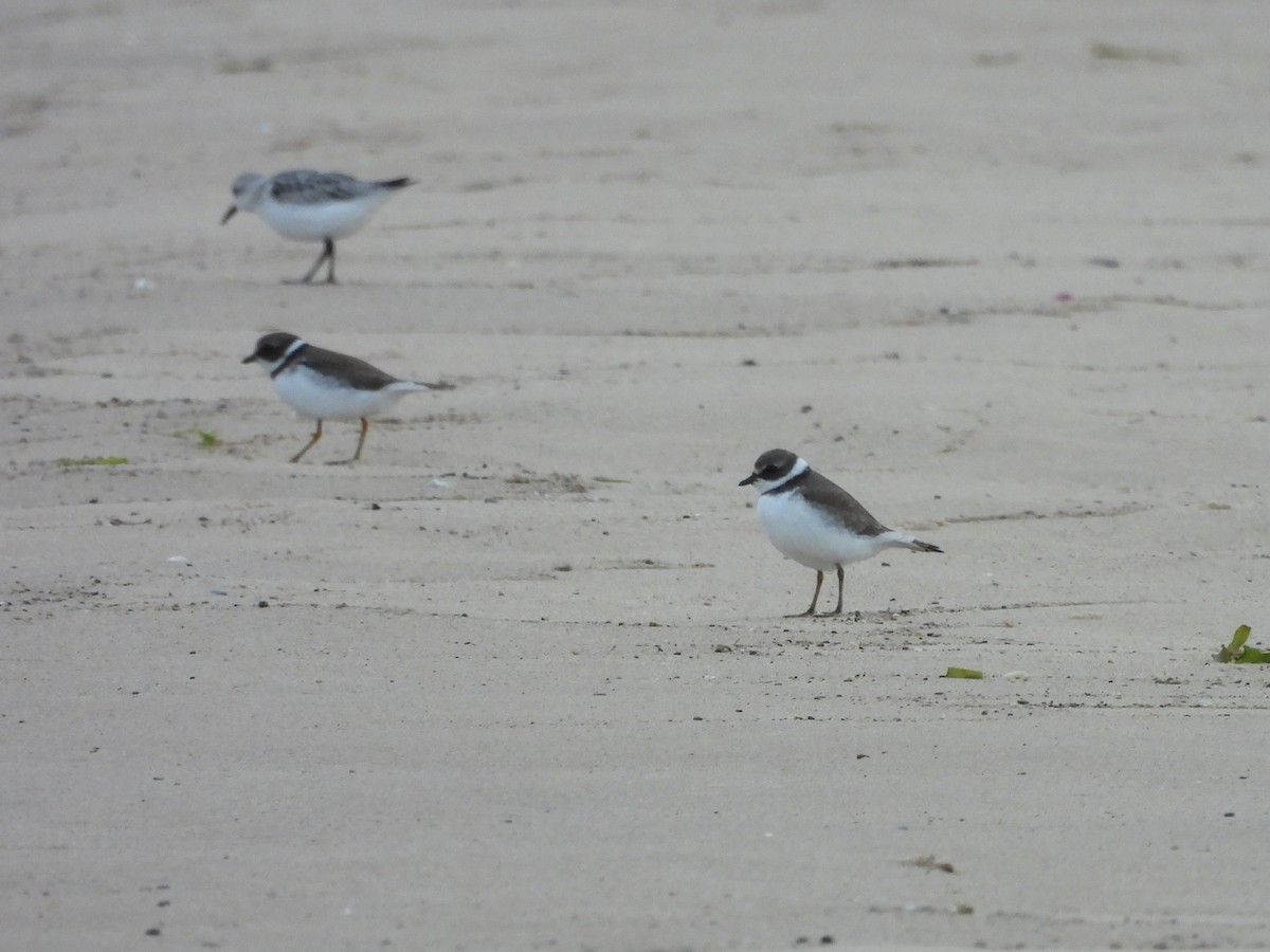 Semipalmated Plover - Jenny Young