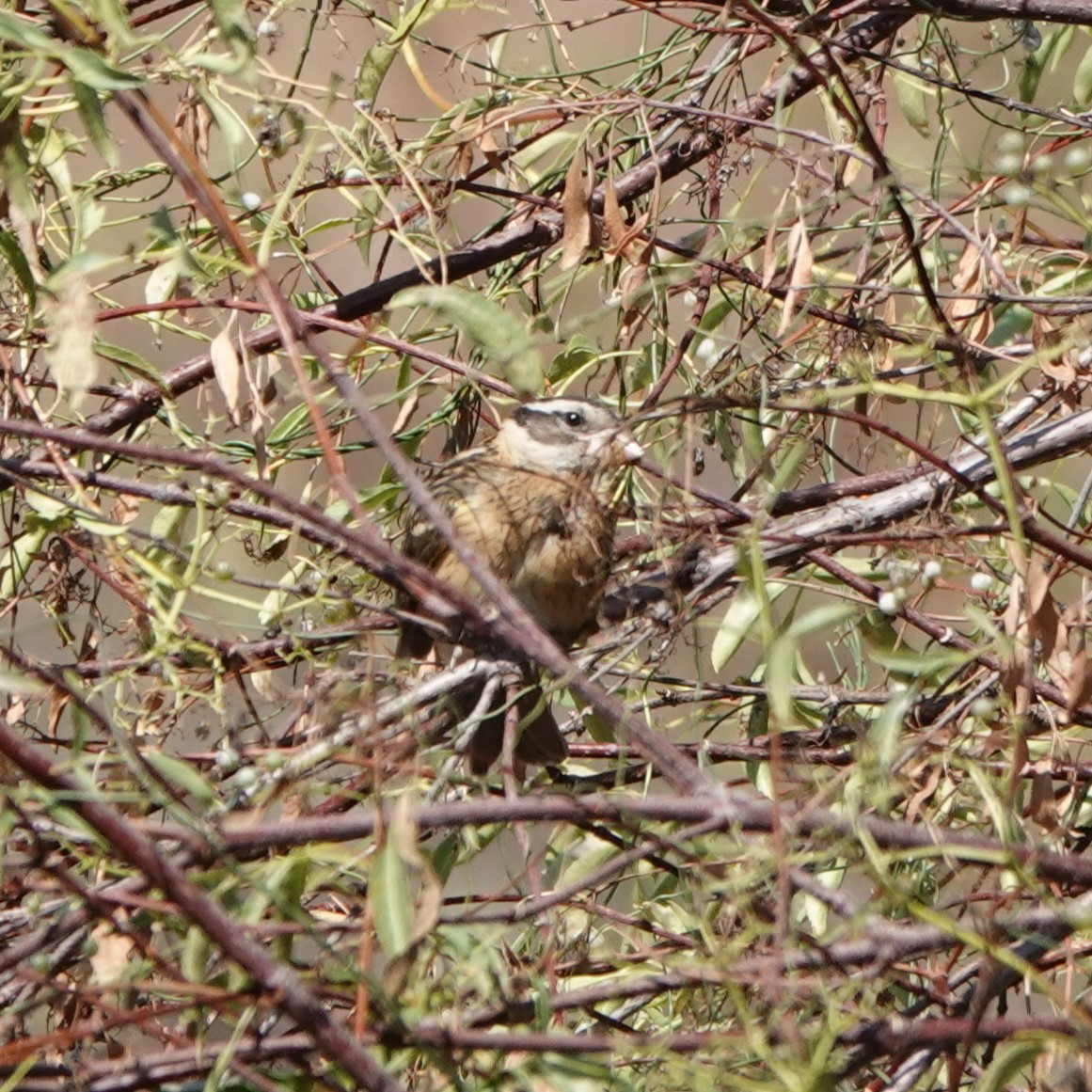 Black-headed Grosbeak - ML623047762