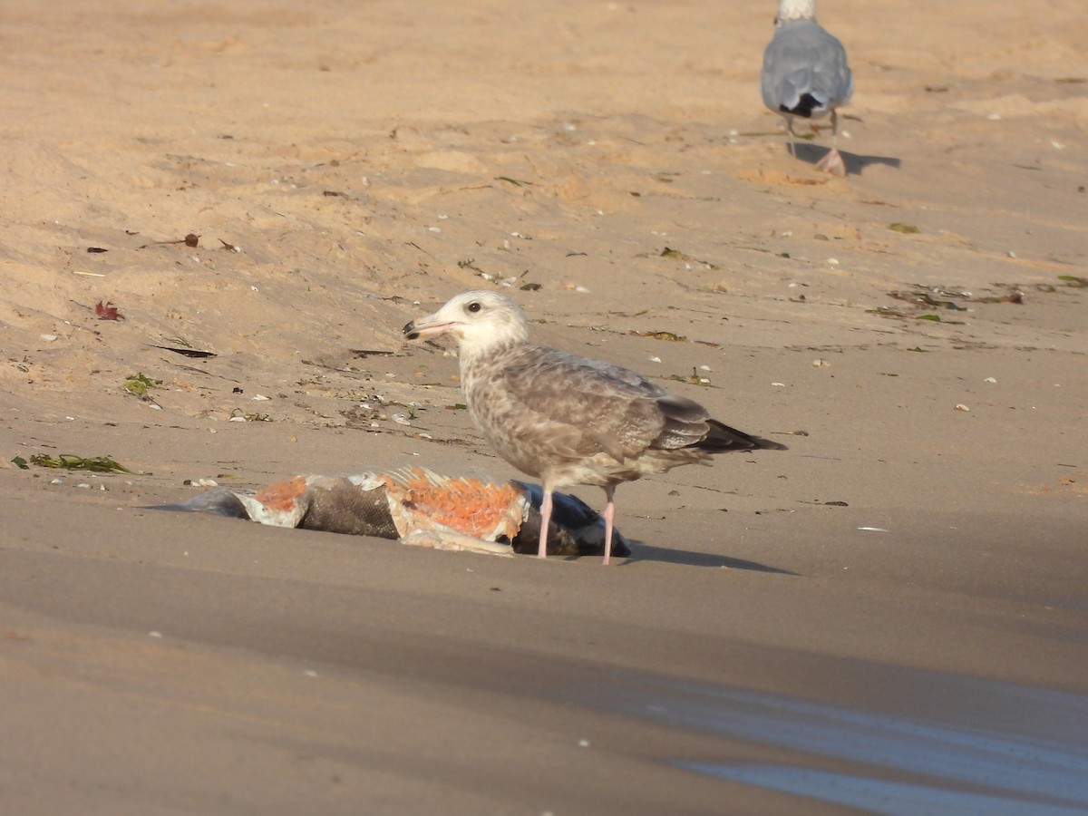 Herring Gull (American) - Jenny Young