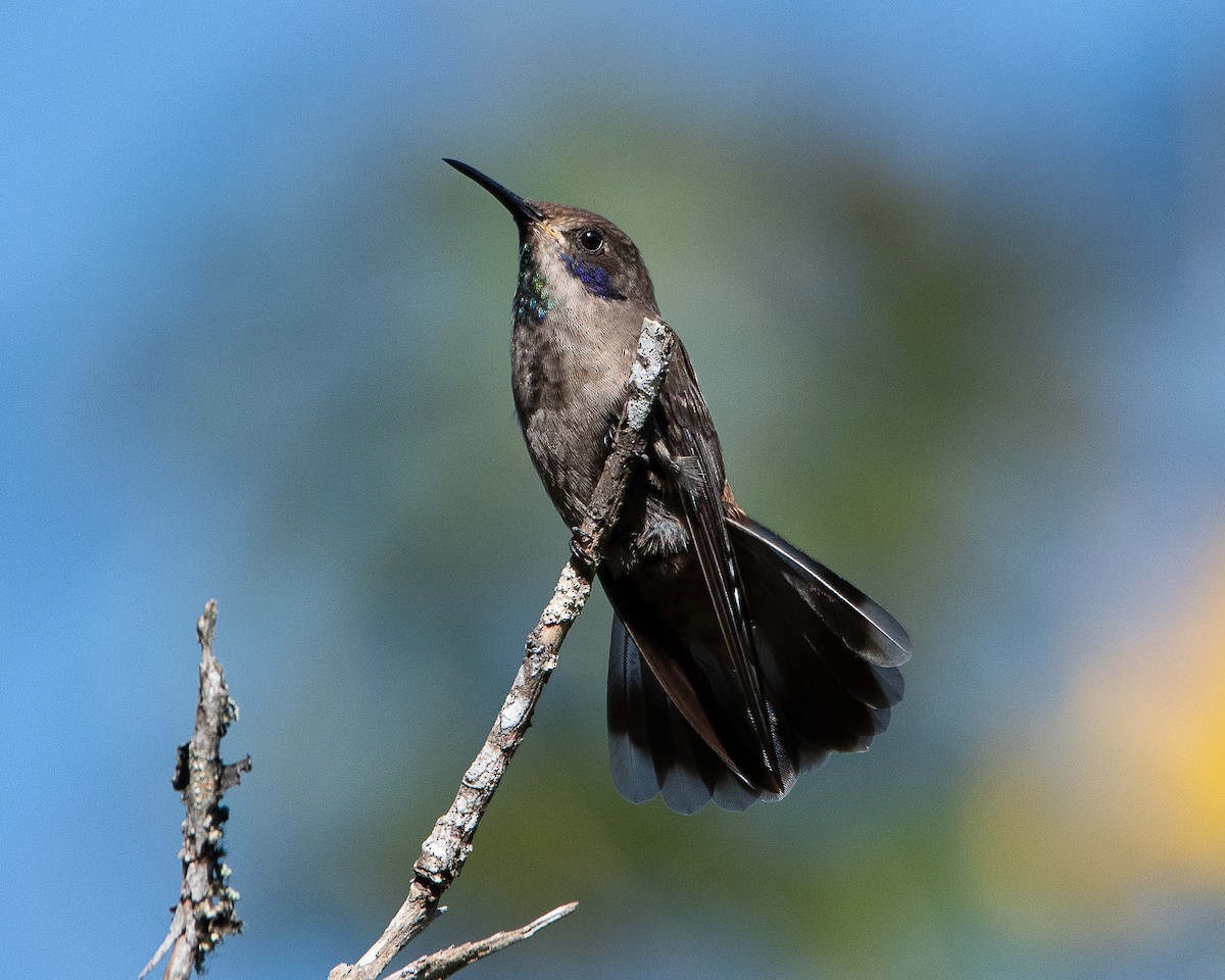 Brown Violetear - ML623047813