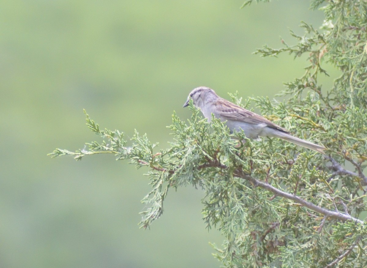 Chipping Sparrow - Robert Tonge