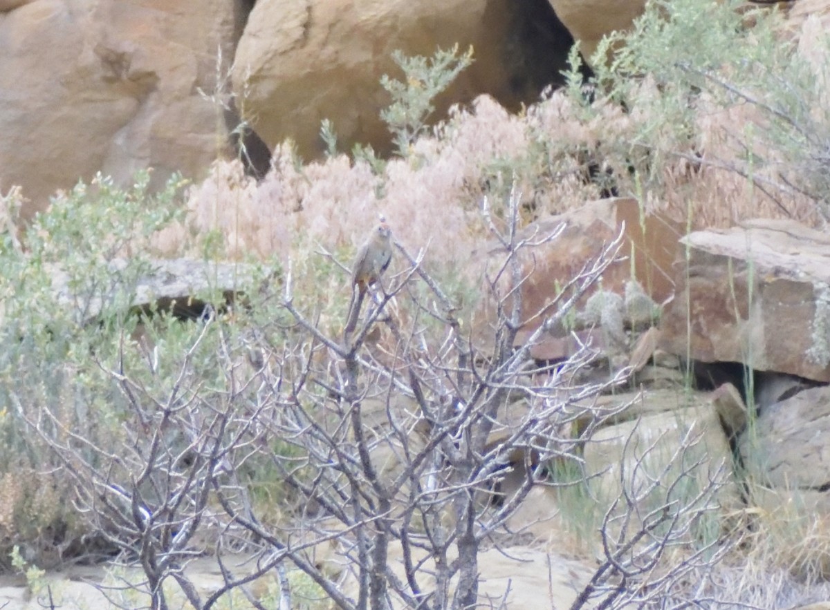 Canyon Towhee - ML623047819