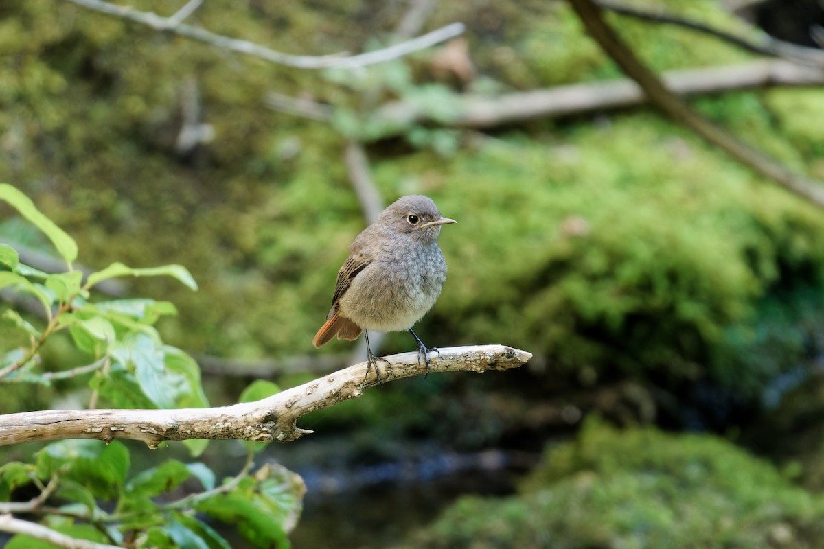 Black Redstart - ML623047826