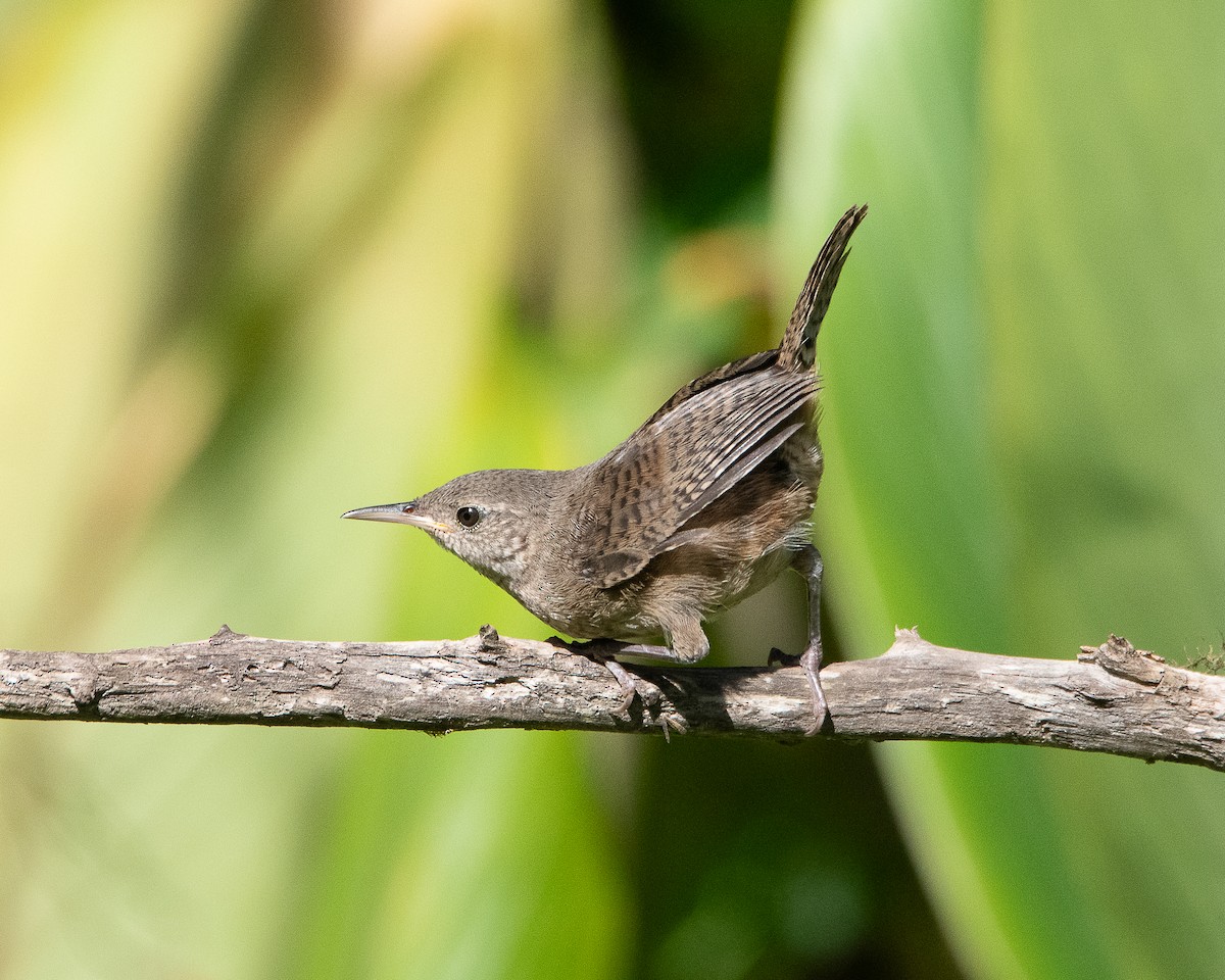 House Wren - ML623047836