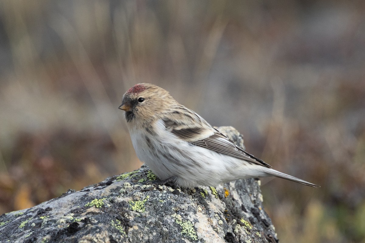 Hoary Redpoll - ML623047852