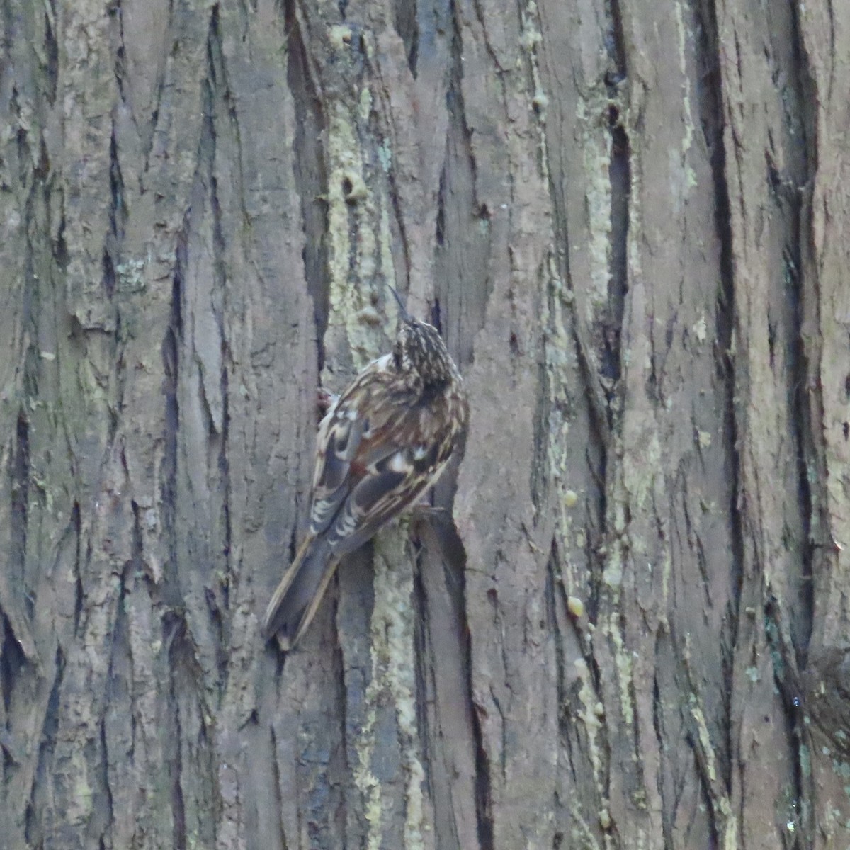 Brown Creeper - ML623047857