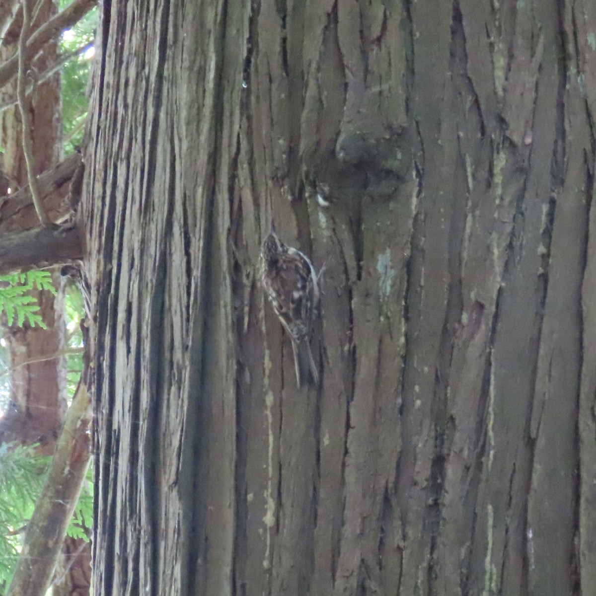 Brown Creeper - ML623047859