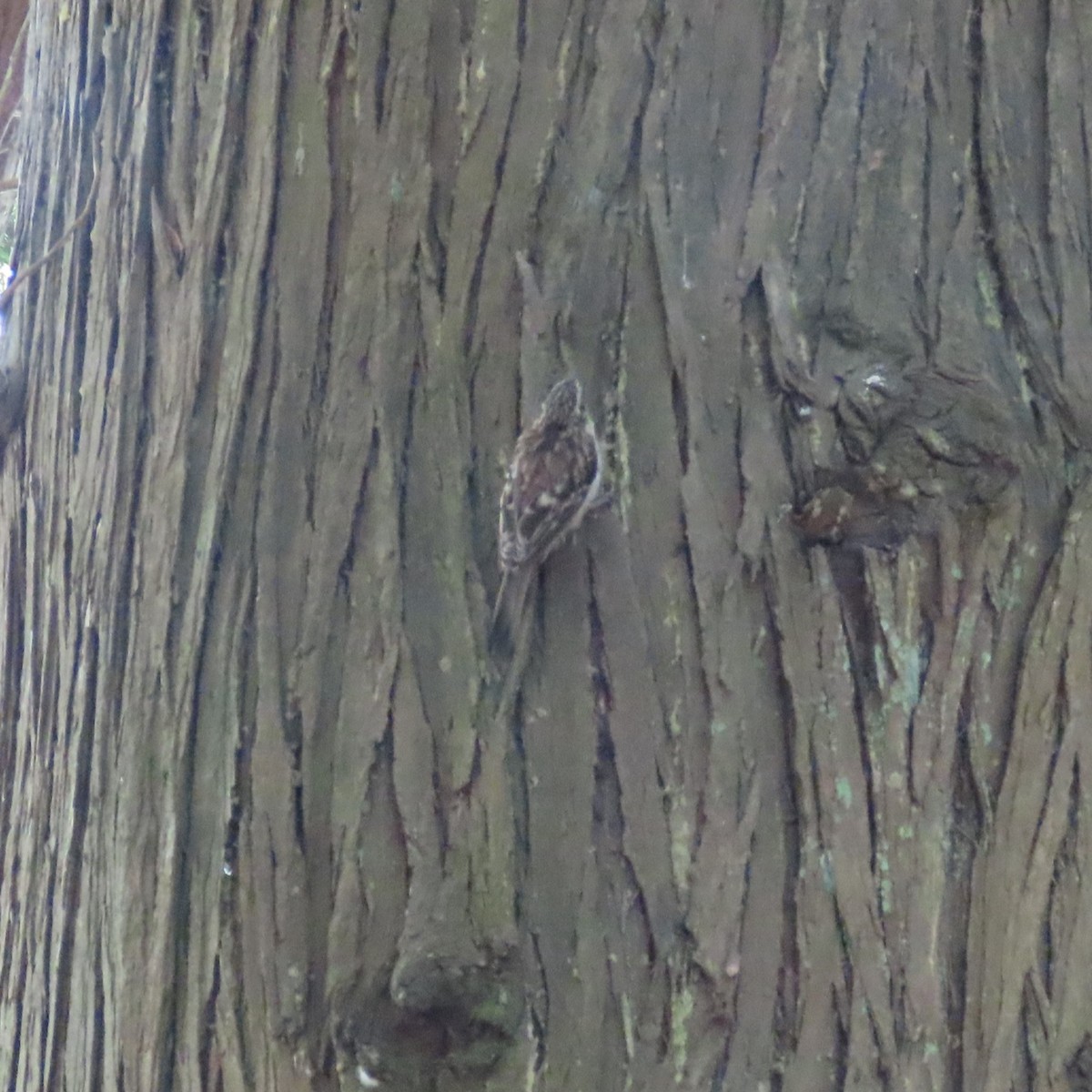 Brown Creeper - ML623047860