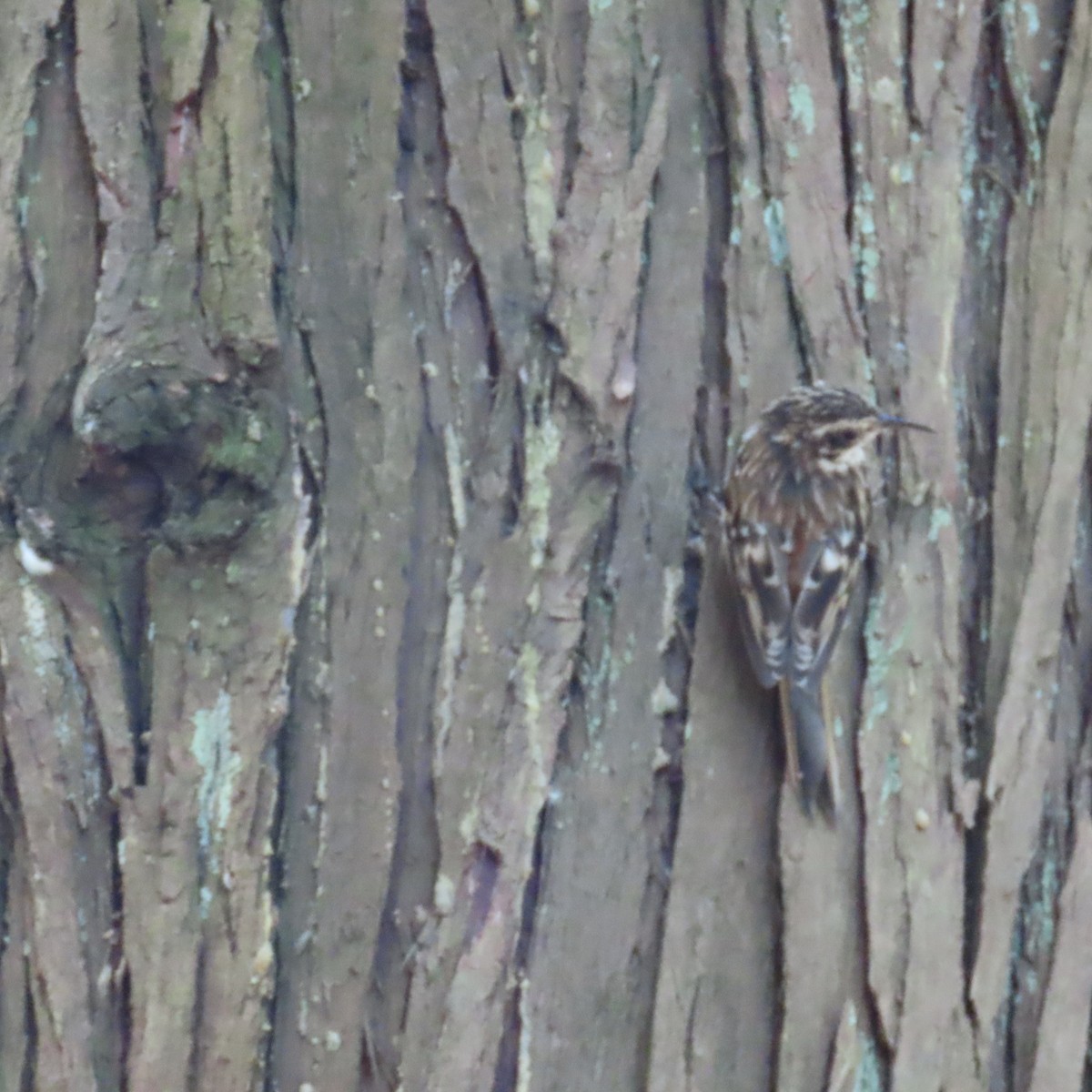 Brown Creeper - ML623047861