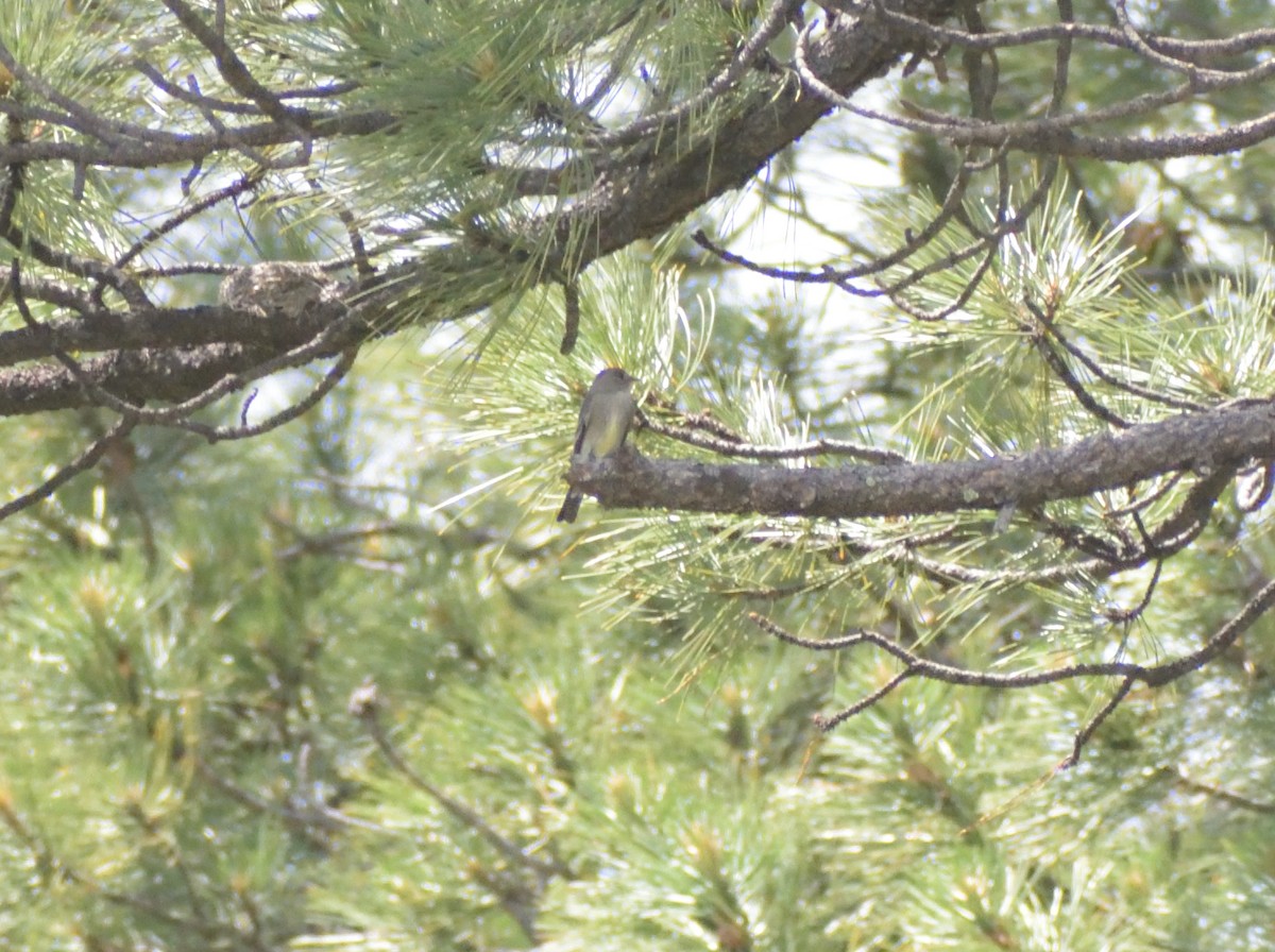 Western Wood-Pewee - ML623047877