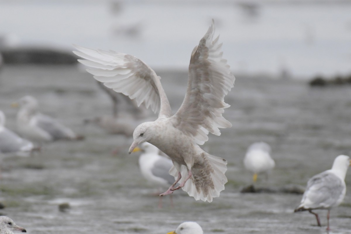 gull sp. - ML623047887