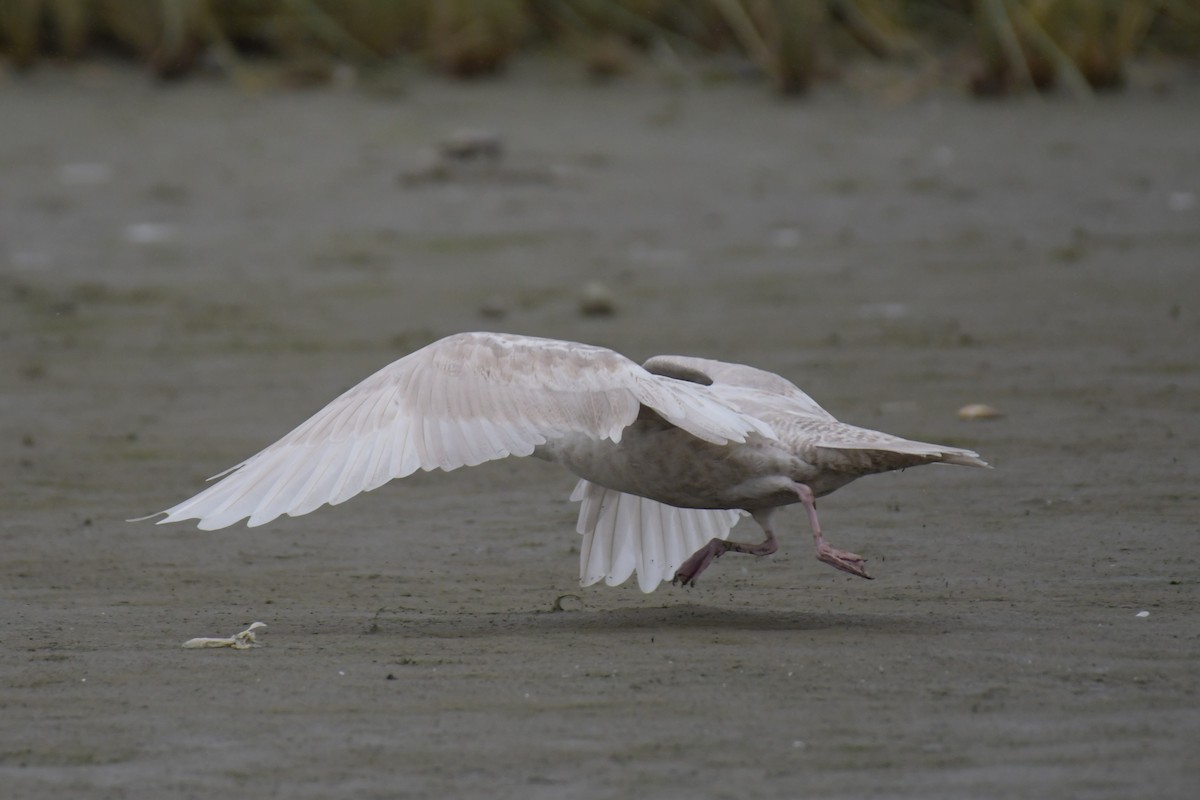 gull sp. - ML623047898