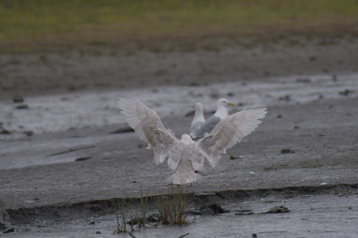 gull sp. - ML623047900