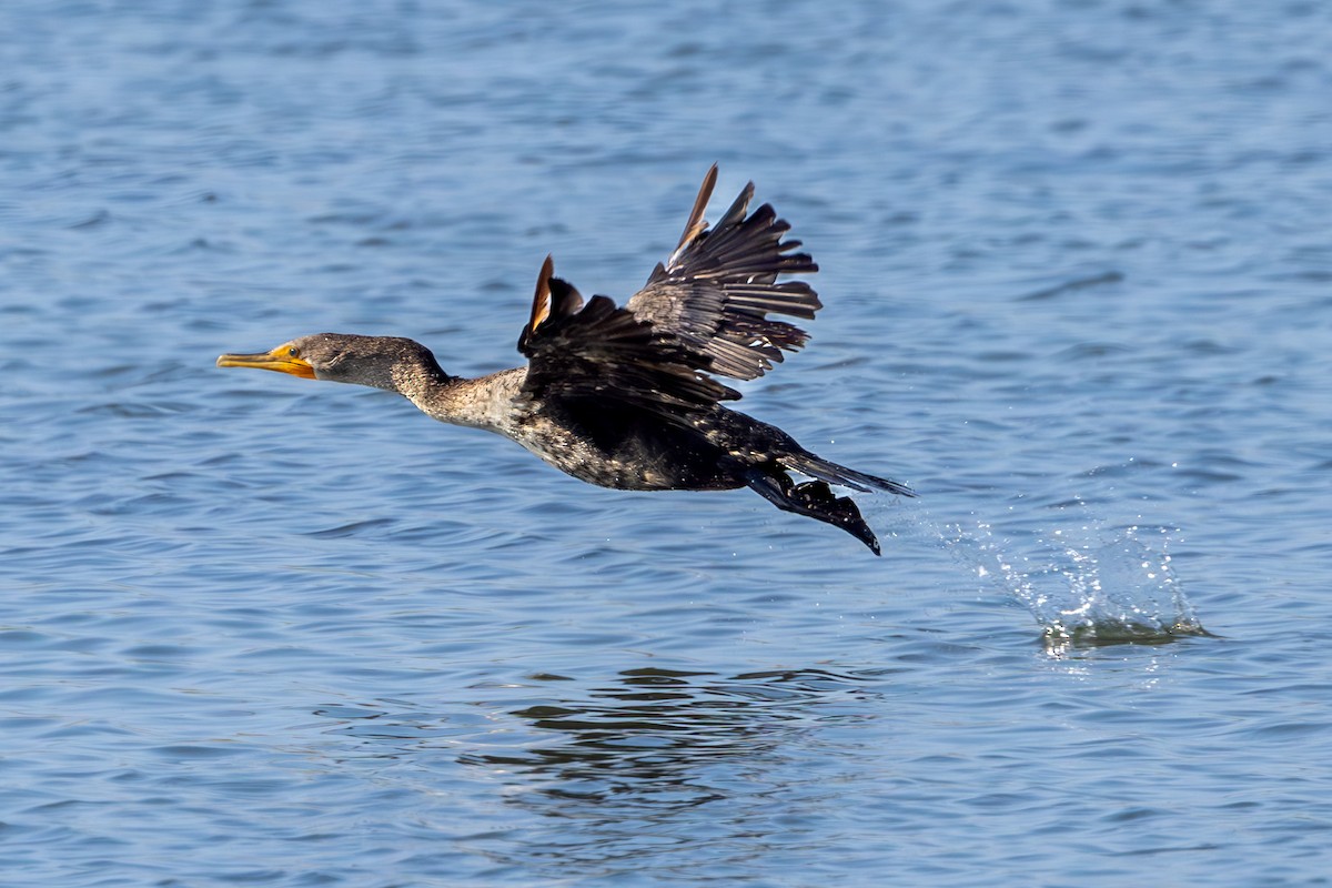 Double-crested Cormorant - ML623047917