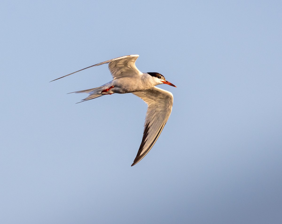 Common Tern - ML623047929