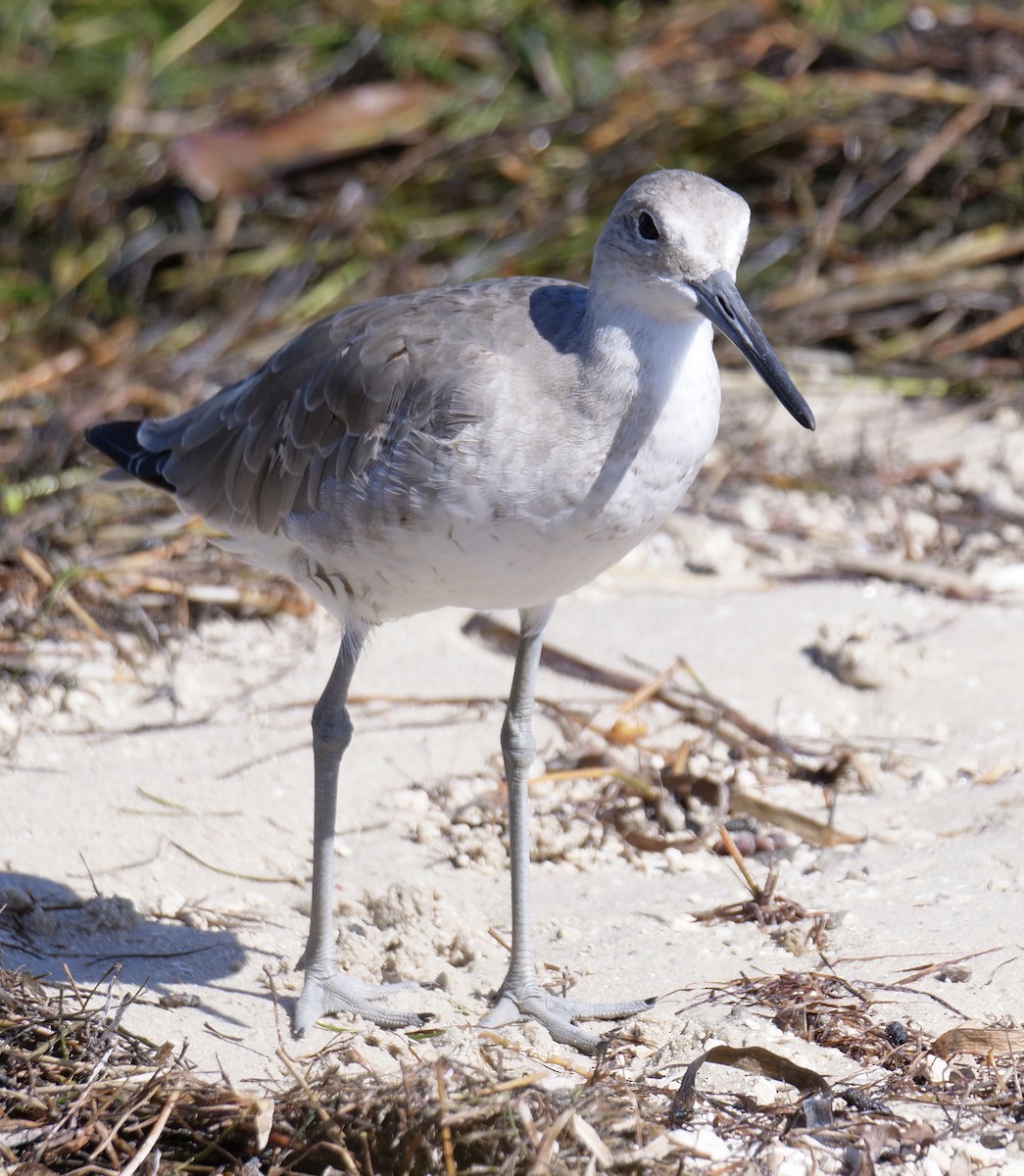 Willet - ML623047945