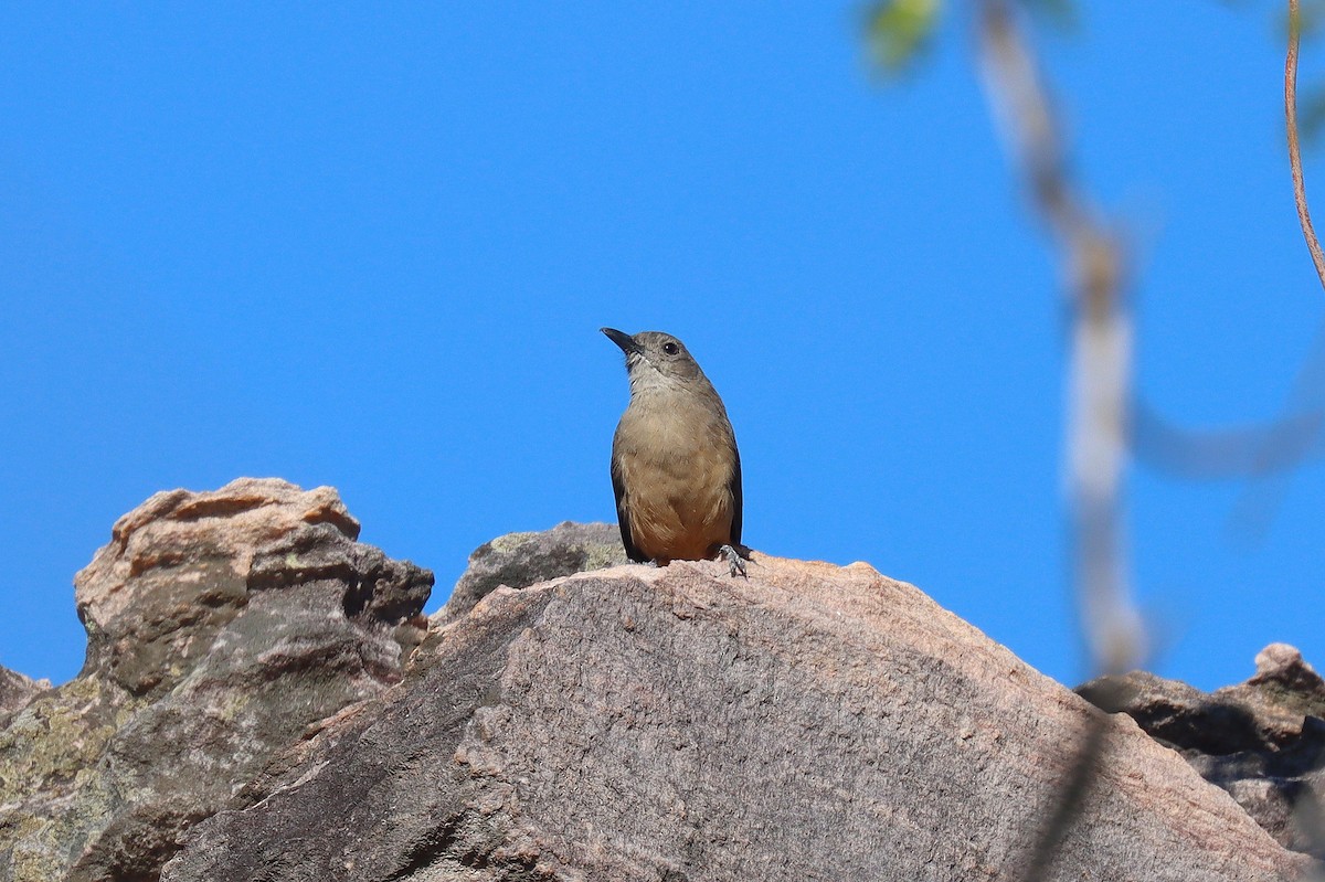 Sandstone Shrikethrush - ML623047954