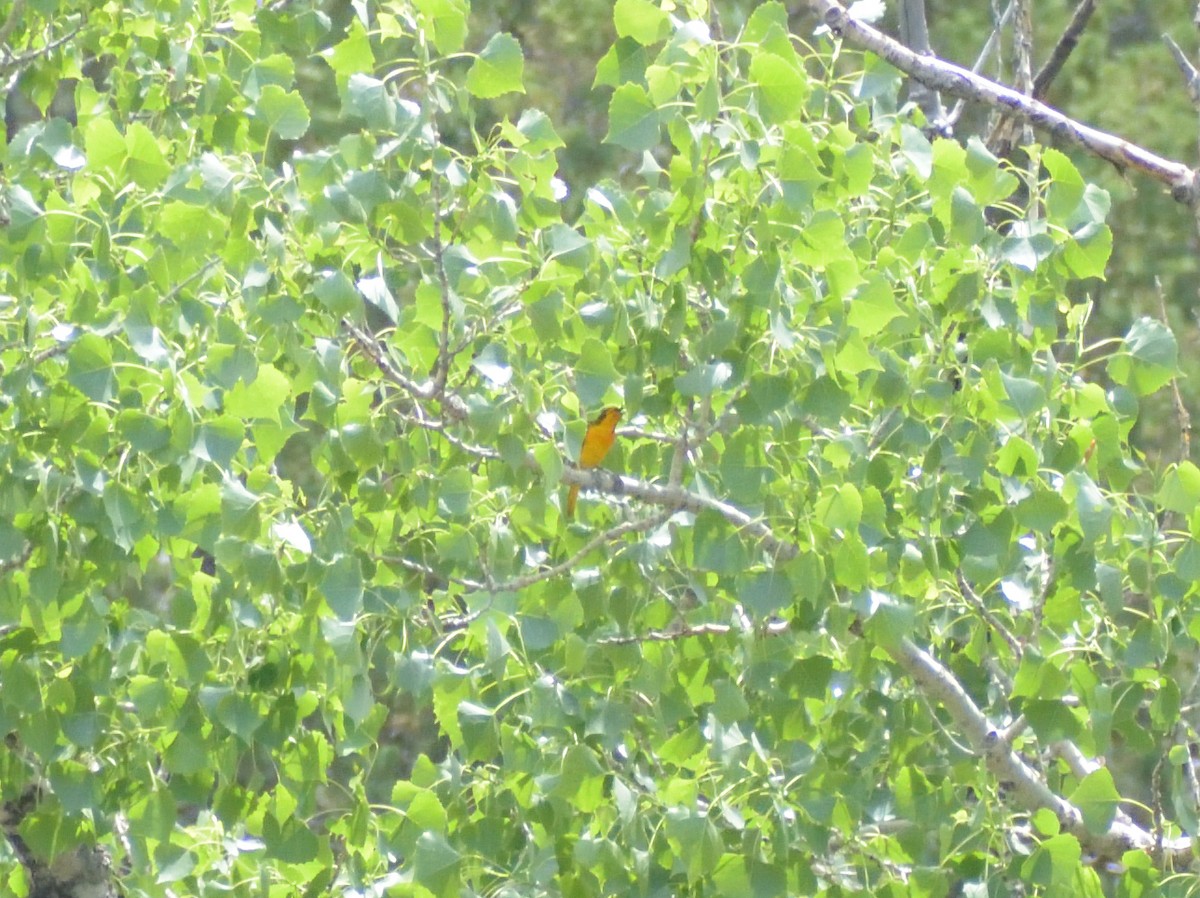 Bullock's Oriole - ML623047992