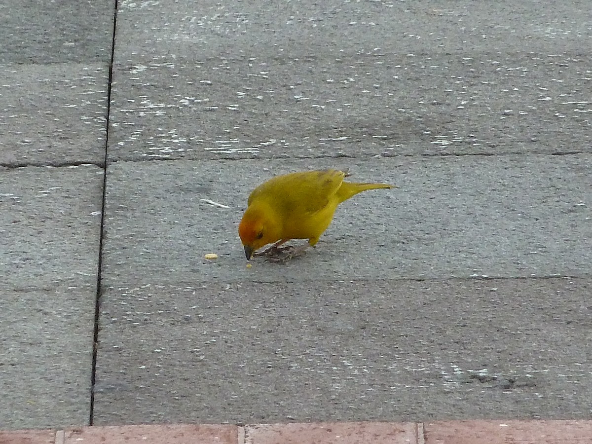 Saffron Finch - ML623047993