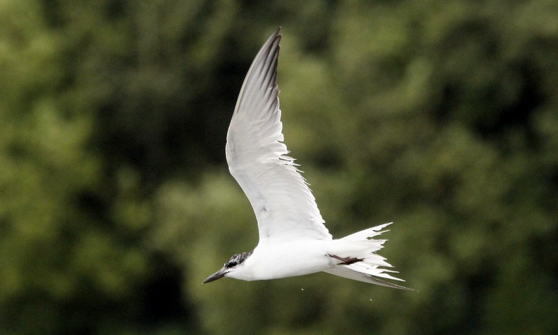 Gull-billed Tern - Kris Webb