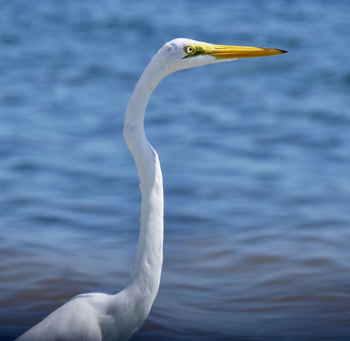 Great Egret - ML623048030