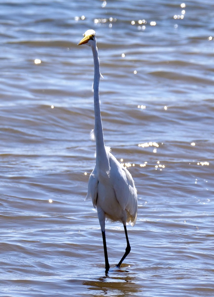 Great Egret - ML623048031