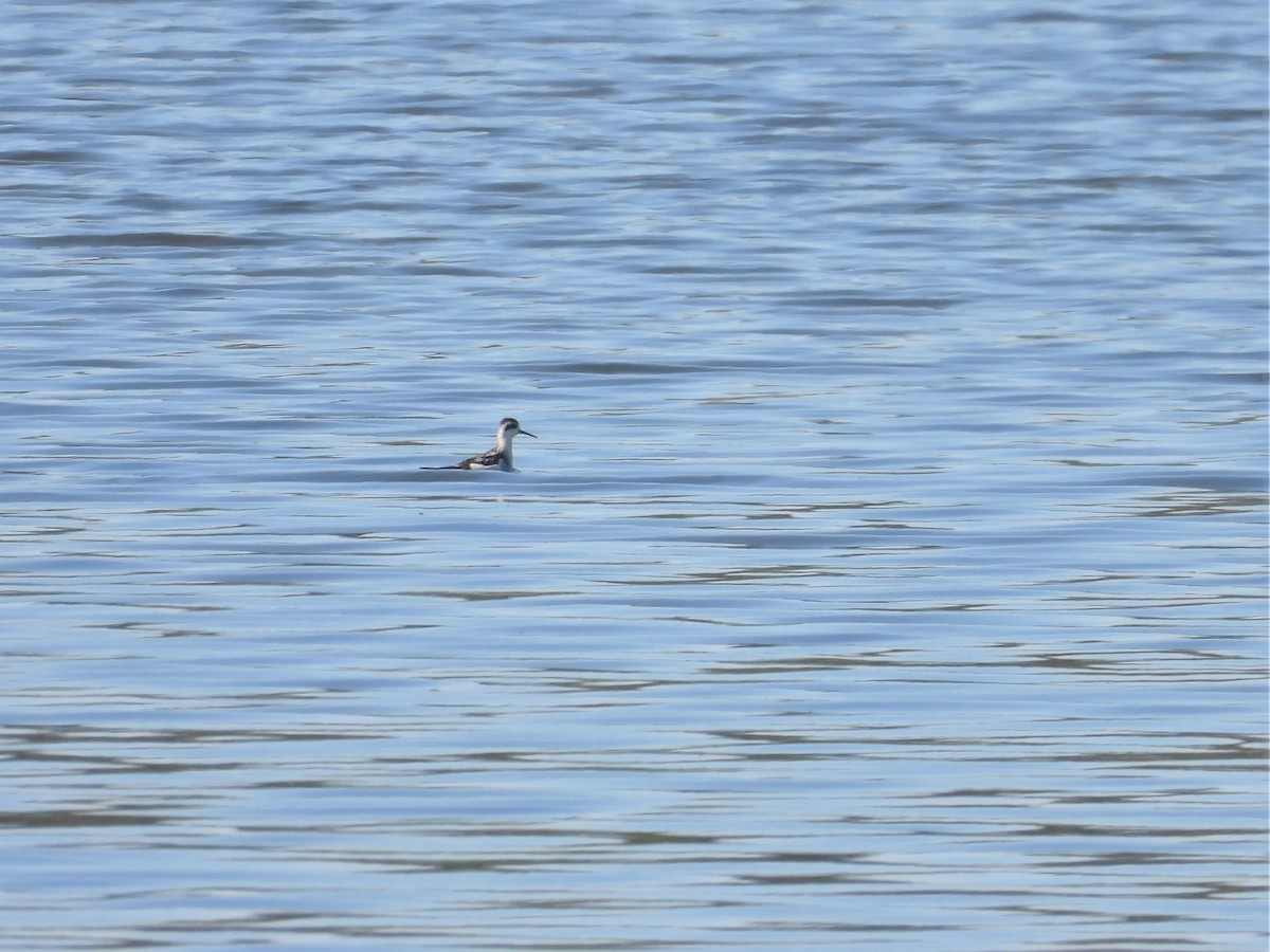 Red-necked Phalarope - ML623048062