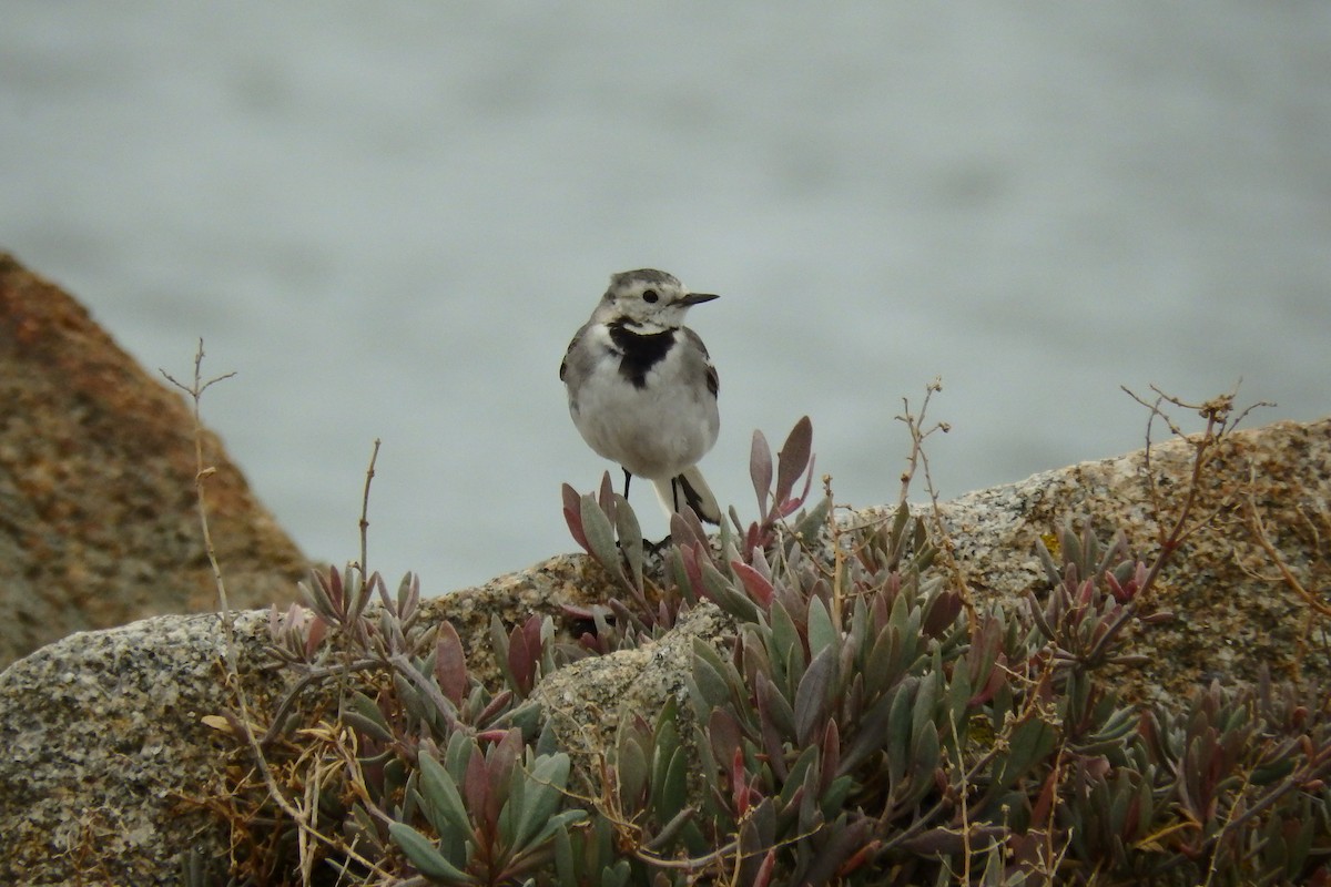 Lavandera Blanca (blanca euroasiática) - ML623048070