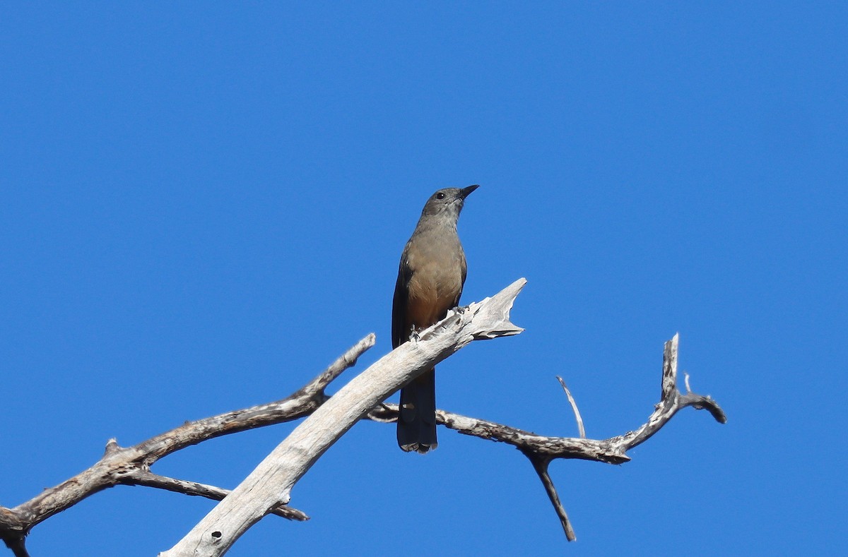 Sandstone Shrikethrush - ML623048119