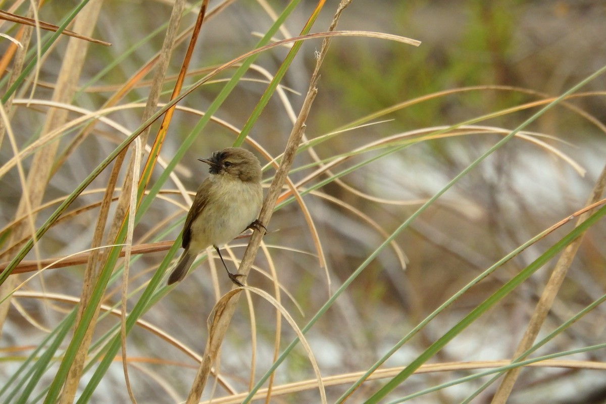 Mosquitero Común - ML623048151