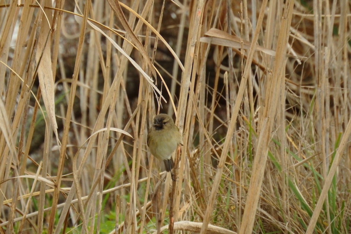 Mosquitero Común - ML623048153