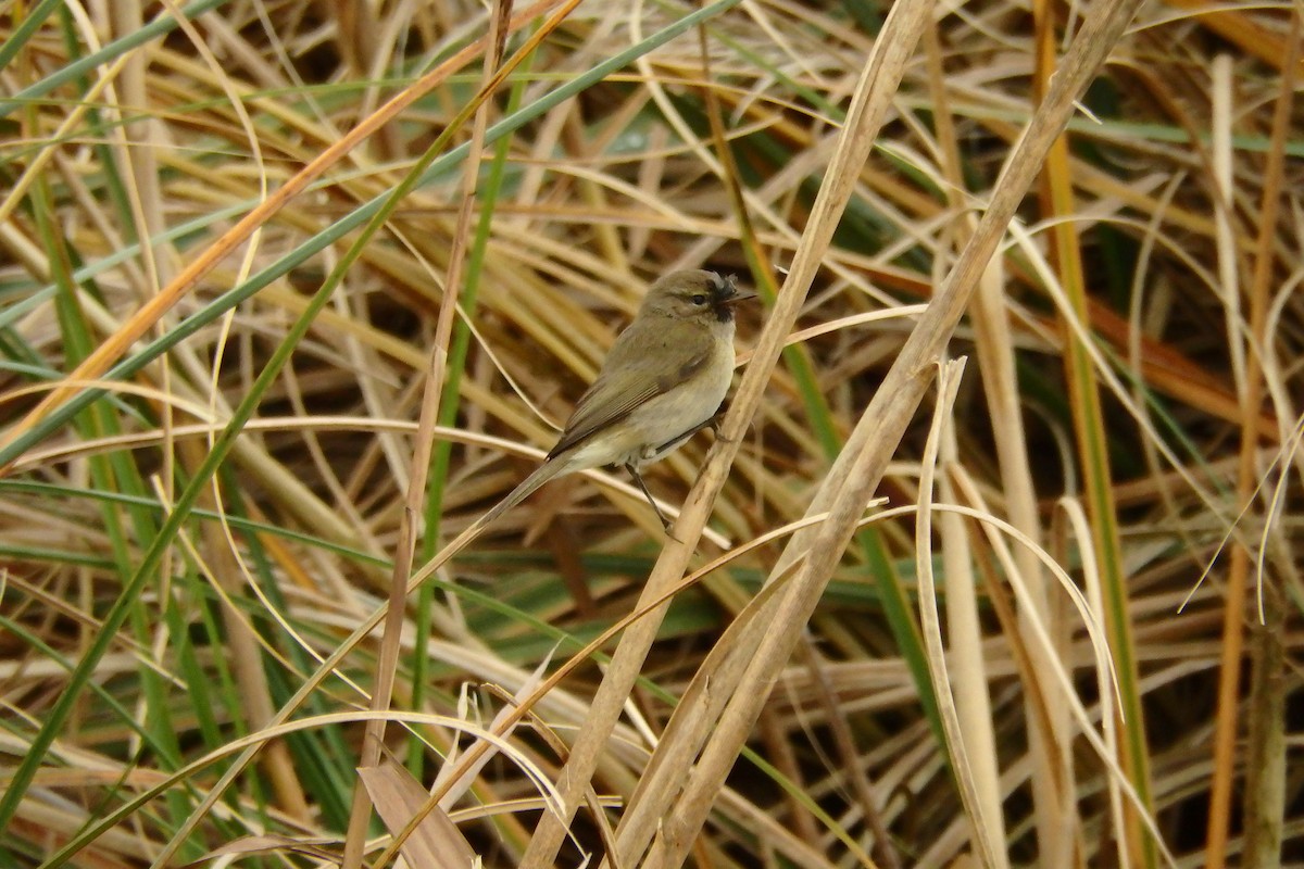 Mosquitero Común - ML623048154